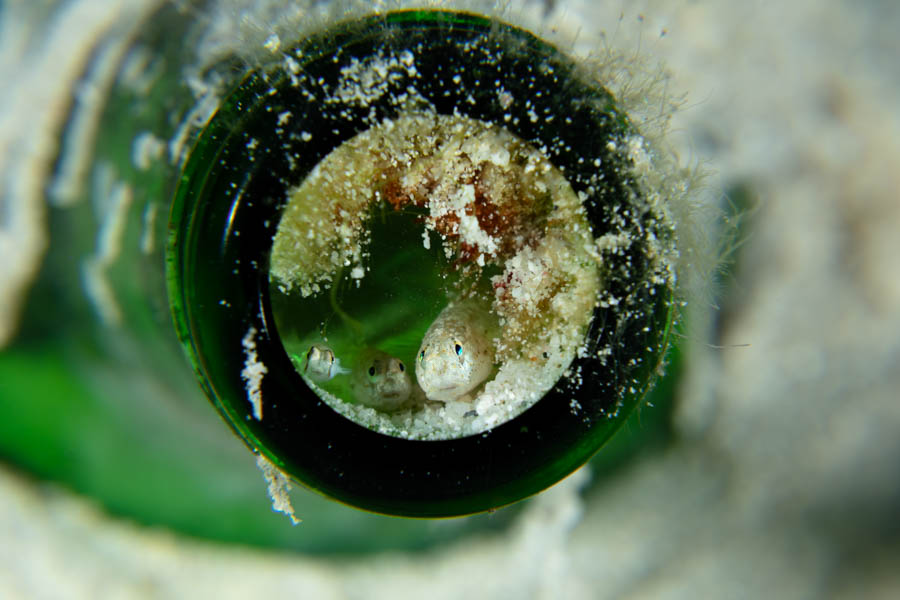 3 Gobies in a Beer Bottle 3 Gobies in a Beer Bottle