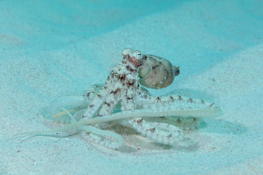 Atlantic Longarm Octopus Atlantic Longarm Octopus