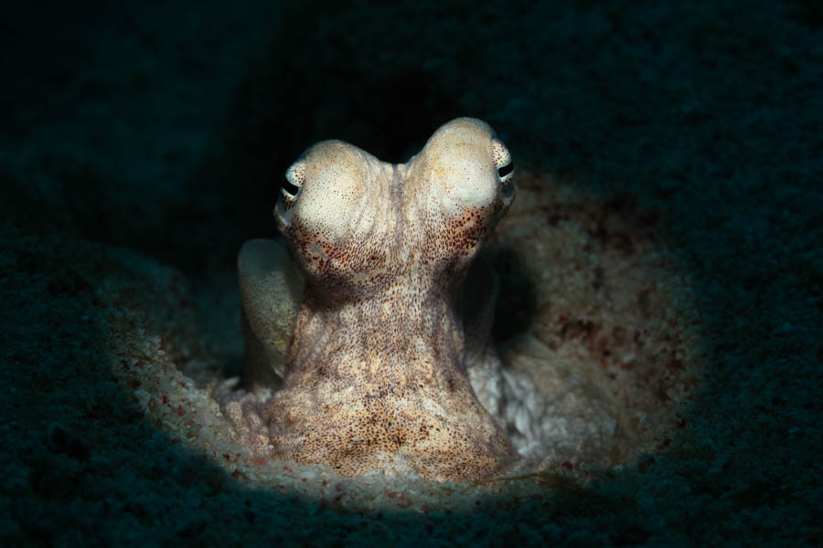 Atlantic Longarm Octopus Atlantic Longarm Octopus