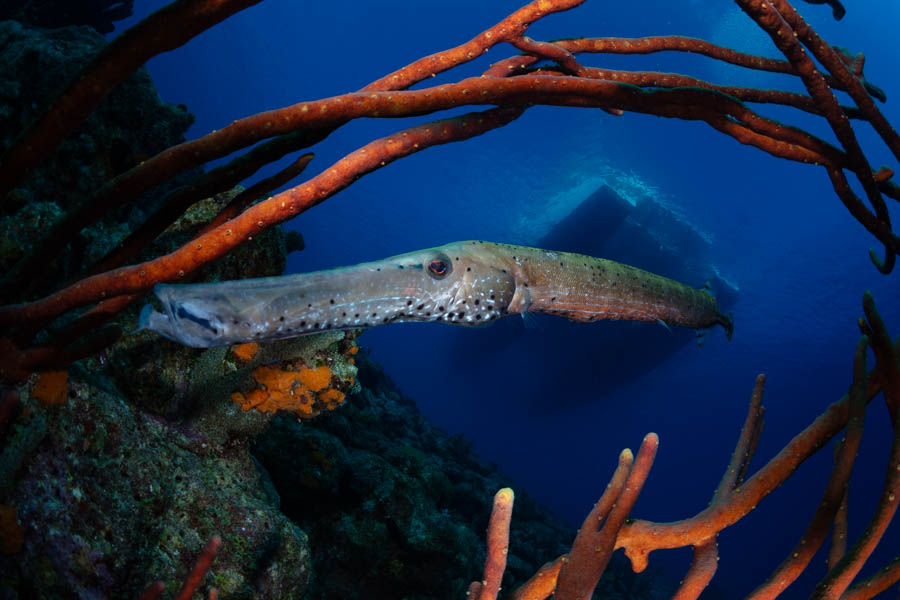 Atlantic Trumpetfish Atlantic Trumpetfish
