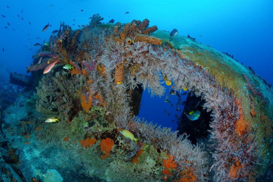 Baka di laman Wreck Baka di laman Wreck