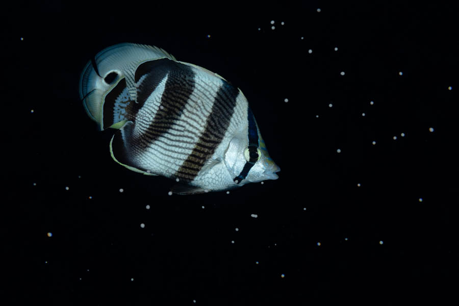 Banded Butterflyfish Banded Butterflyfish