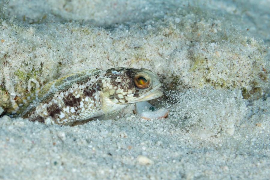 Banded Jawfish House Cleaning Banded Jawfish House Cleaning