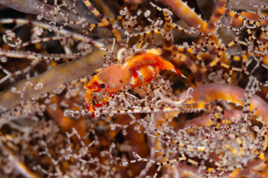 Basket Star Shrimp Basket Star Shrimp