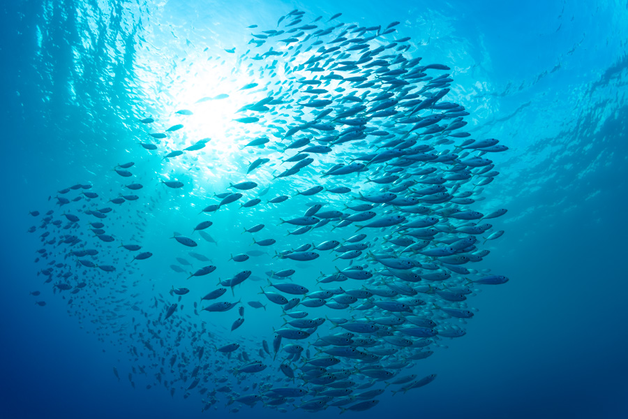Bigeye Scads Bigeye Scads