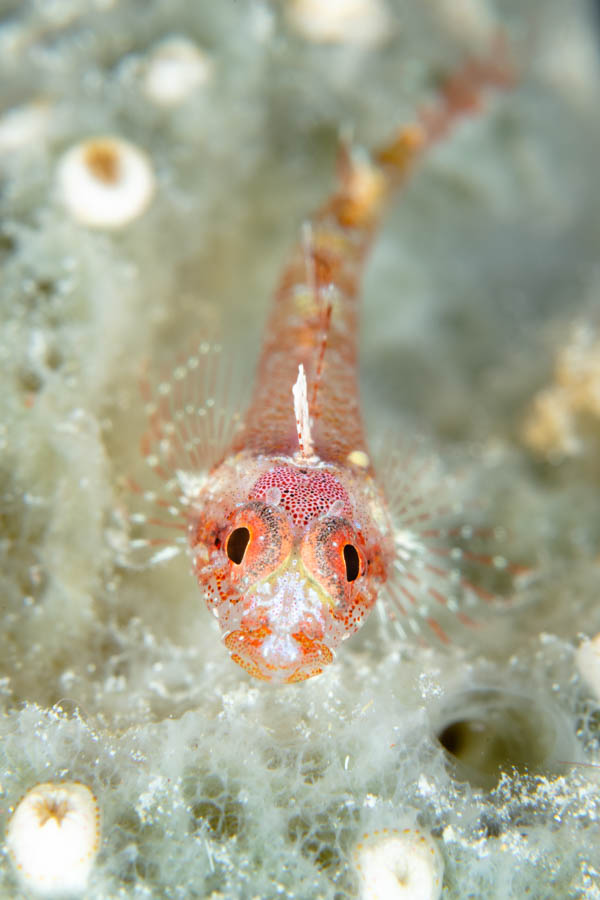 Blackedge Triplefin Blackedge Triplefin