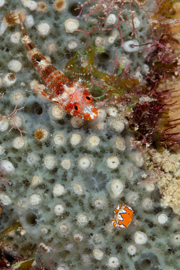 Blackedge Triplefin and a Gaudy Clown Crab Blackedge Triplefin and a Gaudy Clown Crab