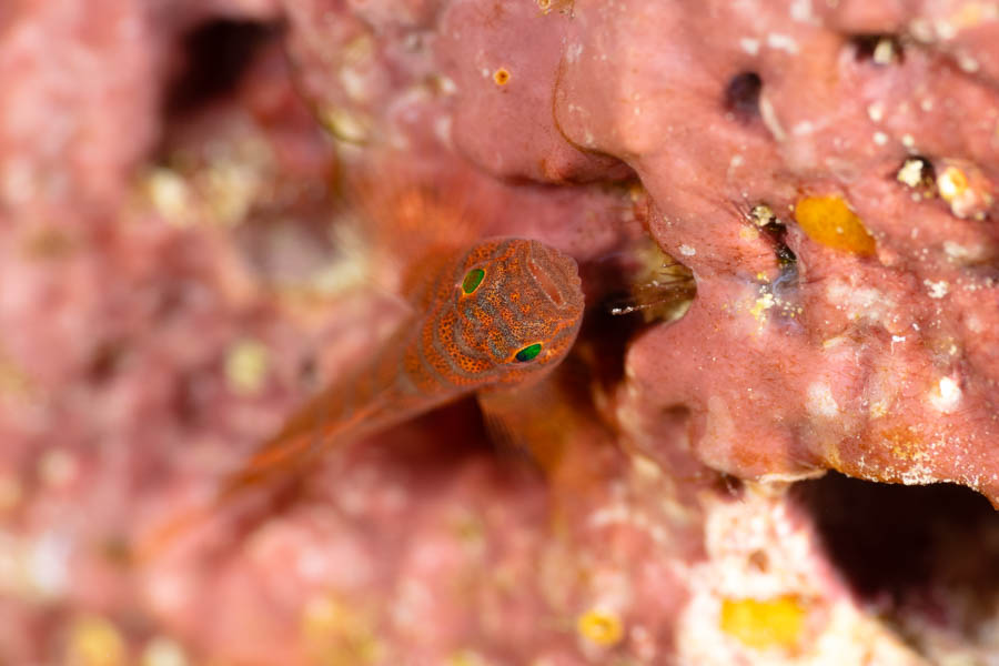 Bluegold Goby Bluegold Goby