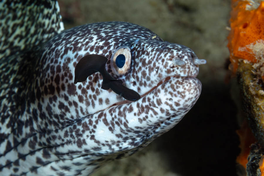 Brotula Cleaning a Spotted Moray Brotula Cleaning a Spotted Moray