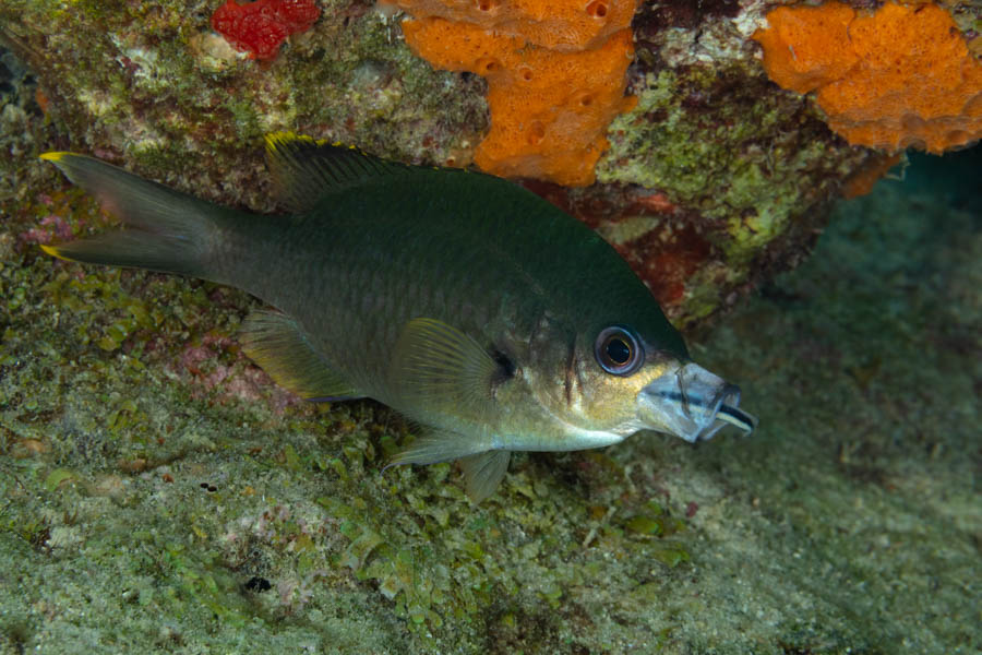 Brown Chromis with a Cleaning Goby Brown Chromis with a Cleaning Goby