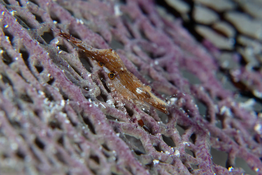 Brown Grass Shrimp Brown Grass Shrimp