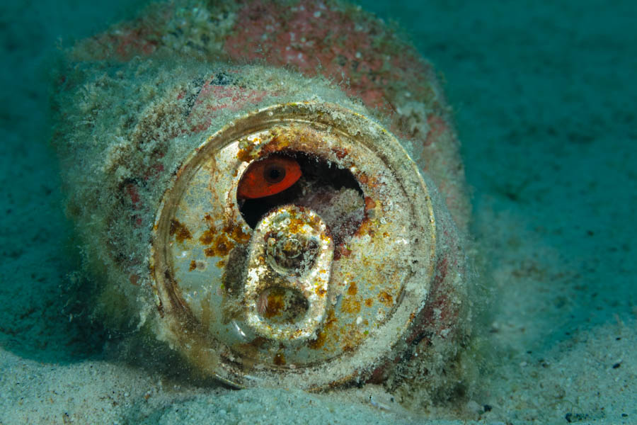 Cardinalfish in a Soda Can Cardinalfish in a Soda Can