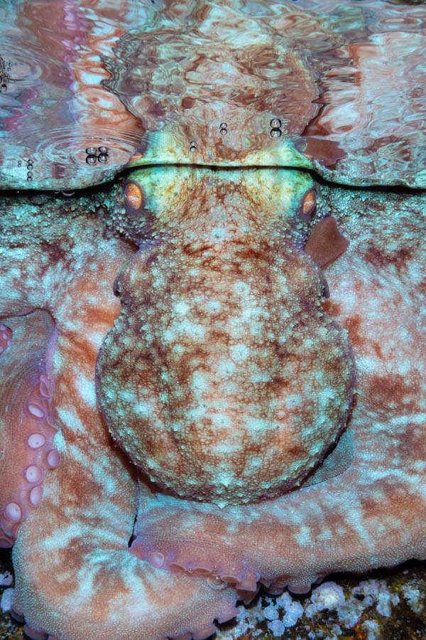 Caribbean Reef Octopus Caribbean Reef Octopus