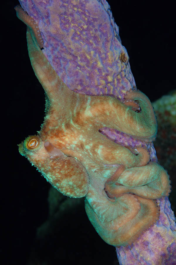 Caribbean Reef Octopus Caribbean Reef Octopus