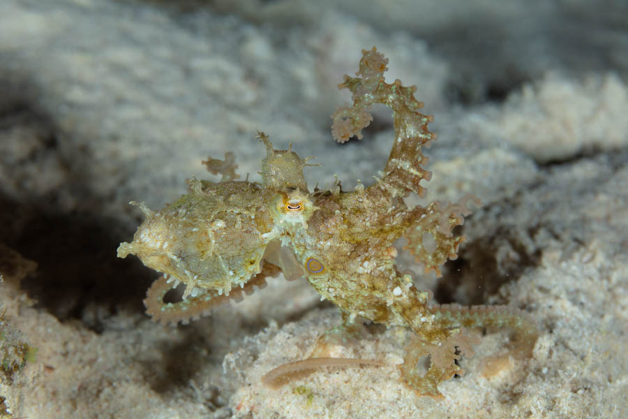 Caribbean Two-Spot Octopus Caribbean Two-Spot Octopus