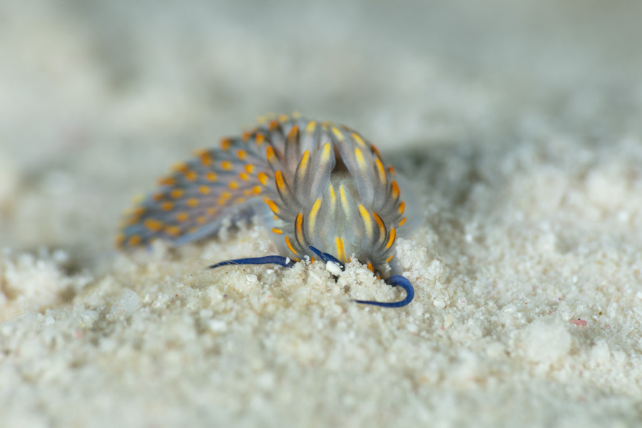 Cerberilla burying itself Cerberilla burying itself