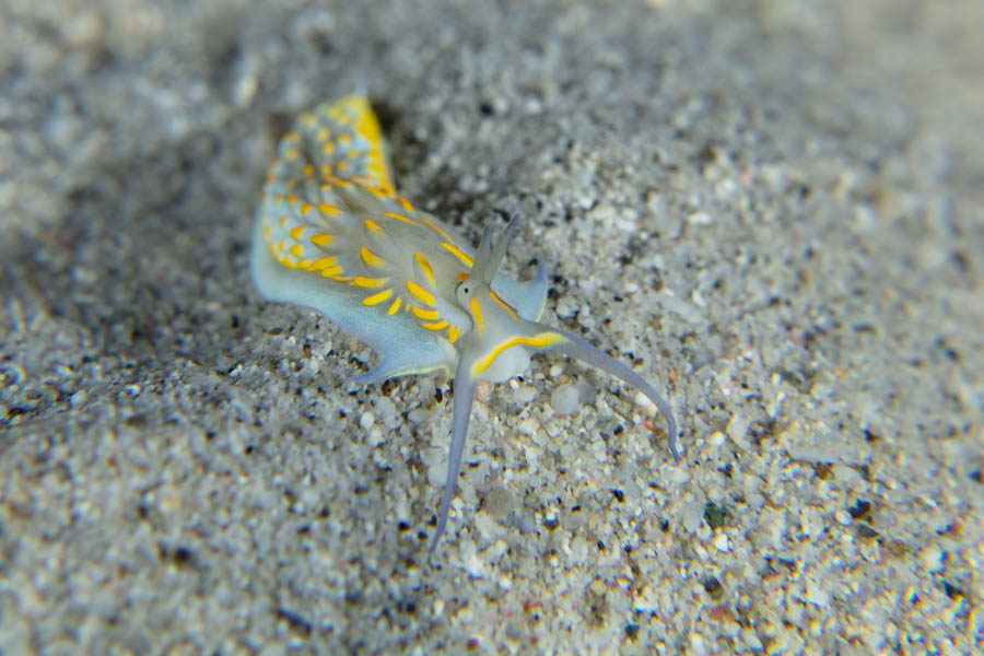 Cerberilla potiguara Cerberilla potiguara