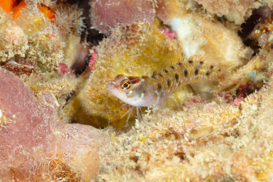 Chessboard Blenny Chessboard Blenny