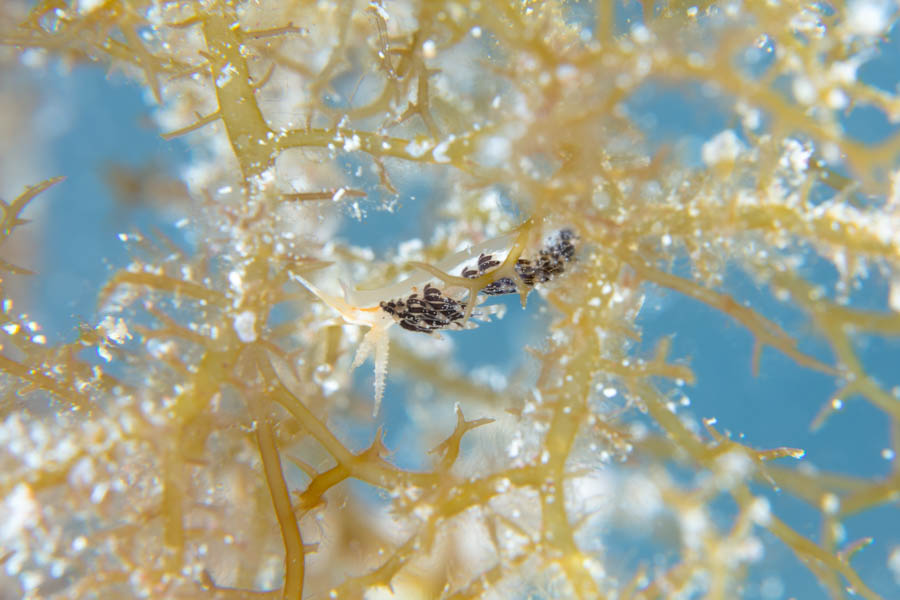 Christmas Tree Hydroid Nudibranch Christmas Tree Hydroid Nudibranch
