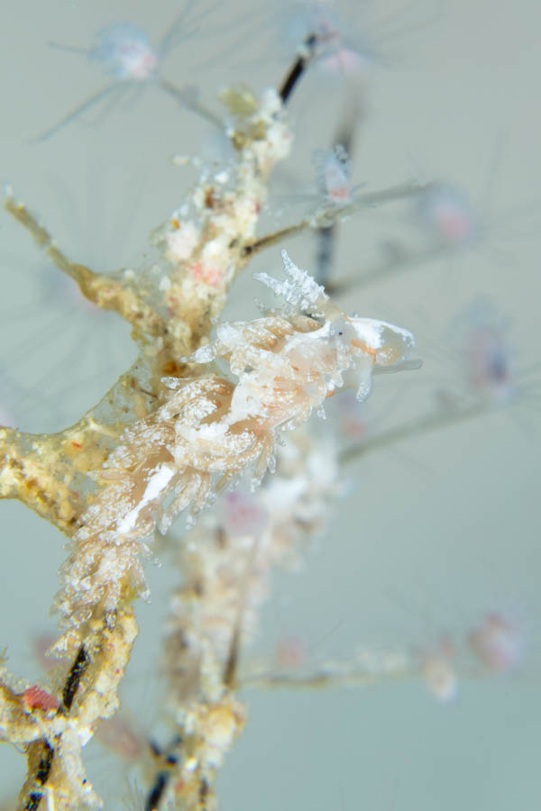Christmas Tree Hydroid Nudibranch Christmas Tree Hydroid Nudibranch