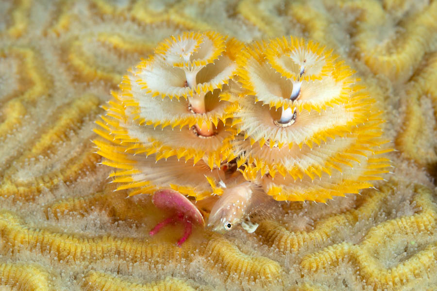 Christmas Tree Worm with a Glass Blenny Christmas Tree Worm with a Glass Blenny