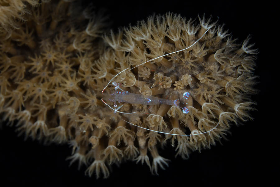 Clear Cleaner Shrimp Clear Cleaner Shrimp