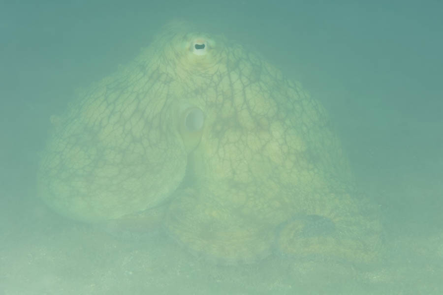 Common Octopus Common Octopus