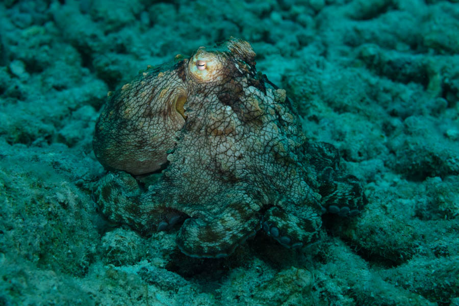 Common Octopus Common Octopus