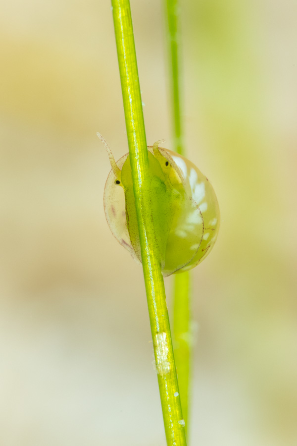 Emerald Nerite Emerald Nerite