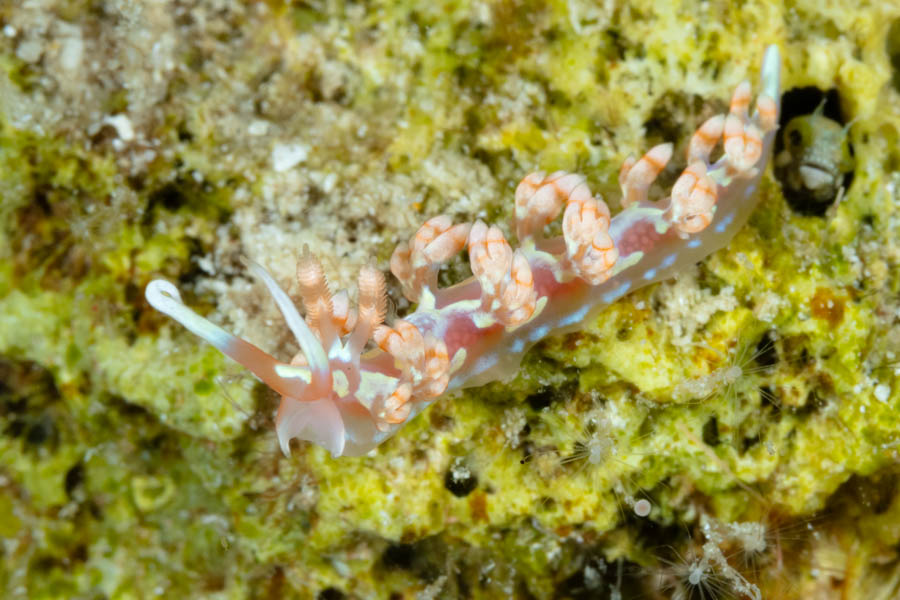Flabellina engeli Flabellina engeli