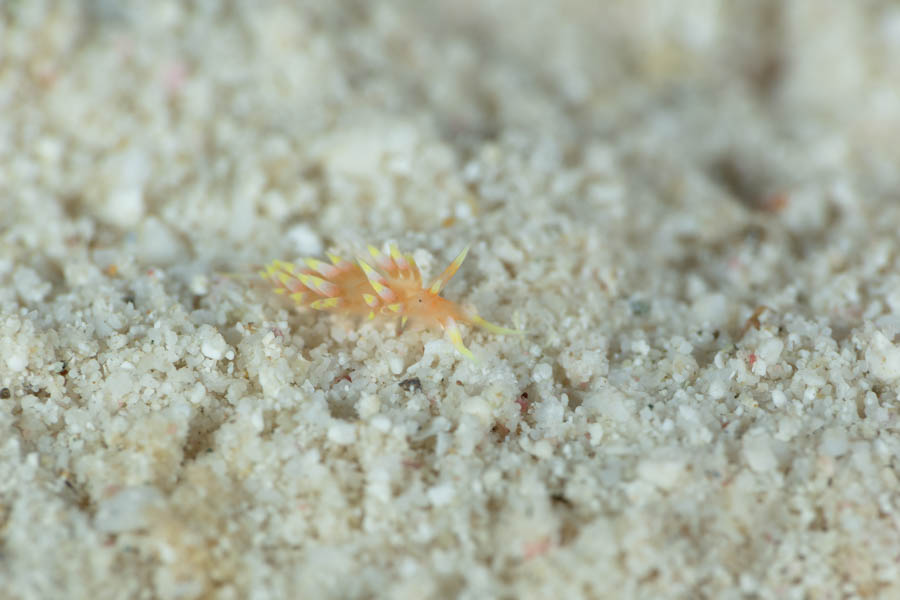 Flabellina sp. Flabellina sp.