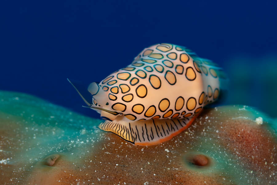 Flamingo Tongue Flamingo Tongue