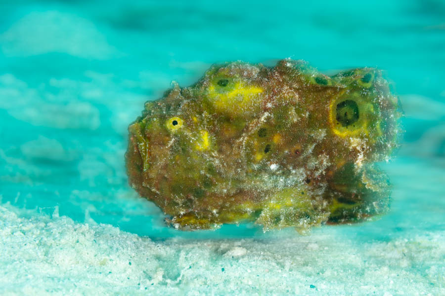 Floating Frogfish Floating Frogfish