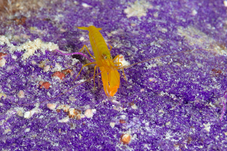 Flower Garden Yellow Snapping Shrimp Flower Garden Yellow Snapping Shrimp