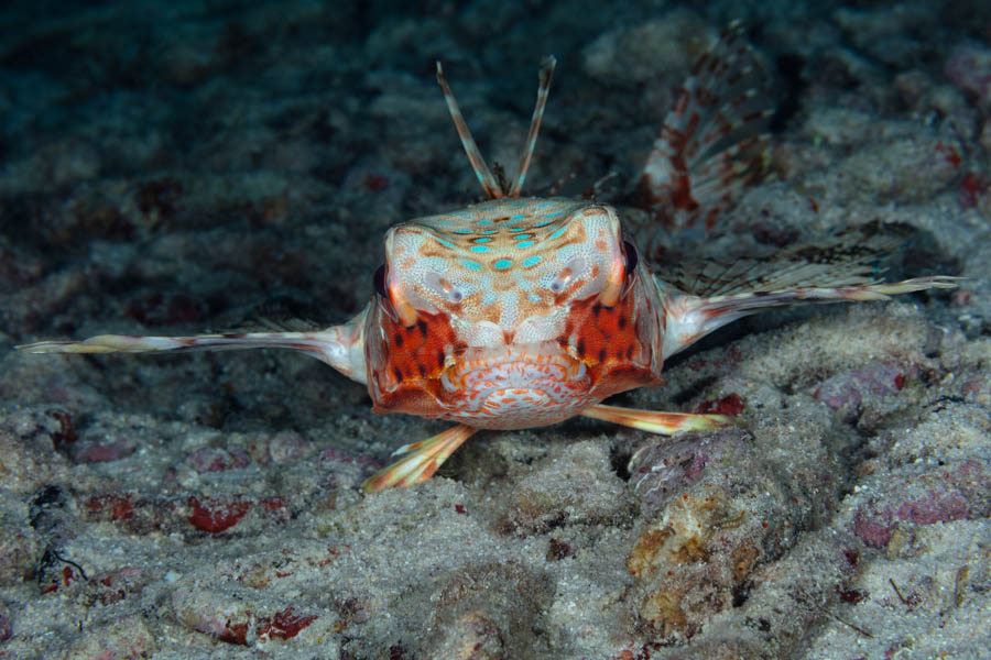 Flying Gurnard Flying Gurnard
