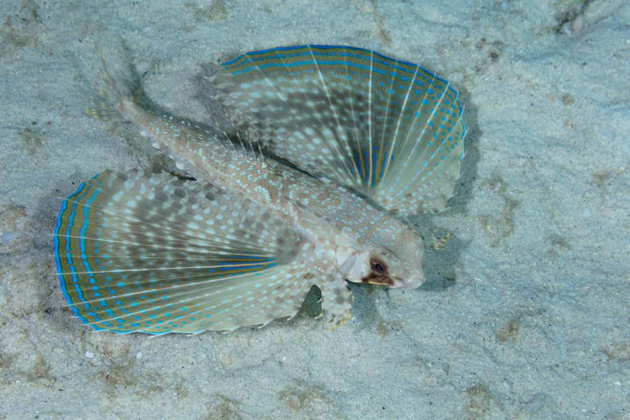 Flying Gurnard Flying Gurnard