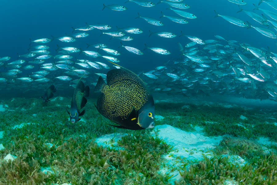French Angelfish and Bigeye Scads French Angelfish and Bigeye Scads