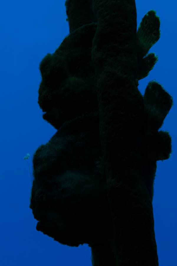 Frogfish Pair Silhouette Frogfish Pair Silhouette