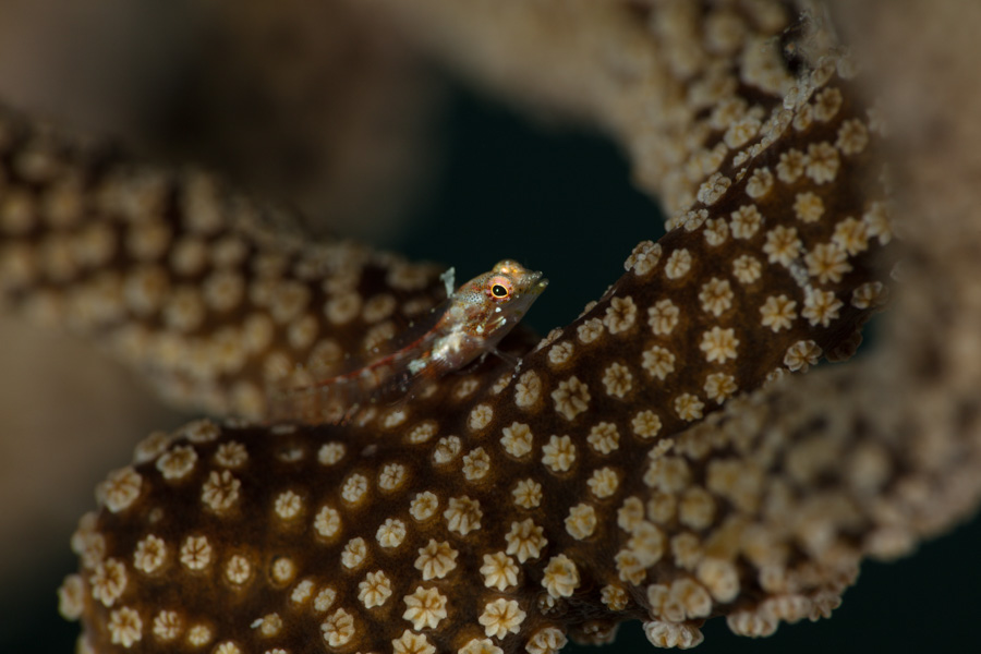 Glass Blenny on Black Sea Rod Glass Blenny on Black Sea Rod