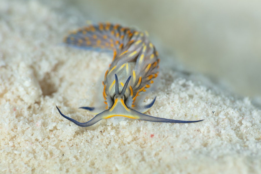 Gold-Fringed Cerberilla Gold-Fringed Cerberilla