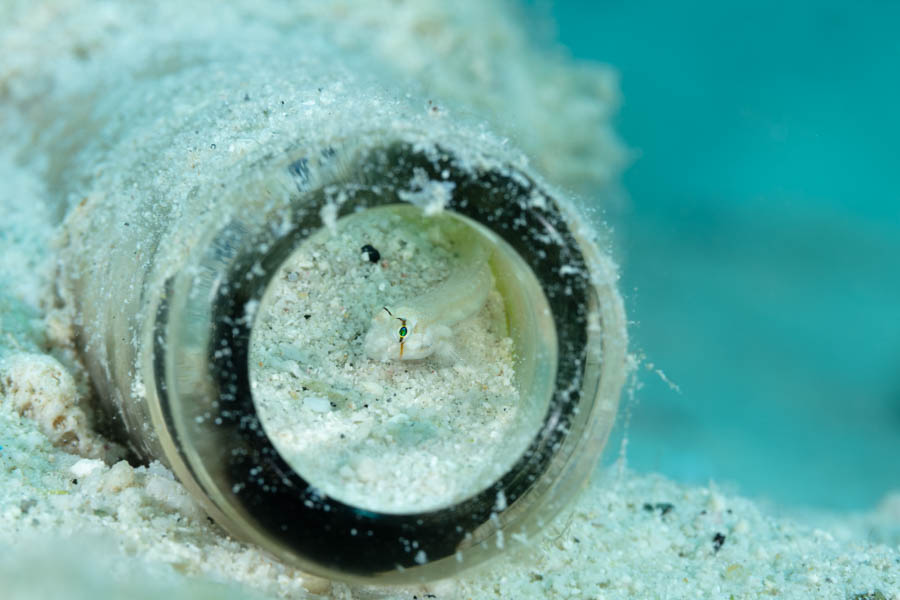 Goldspot Goby Goldspot Goby