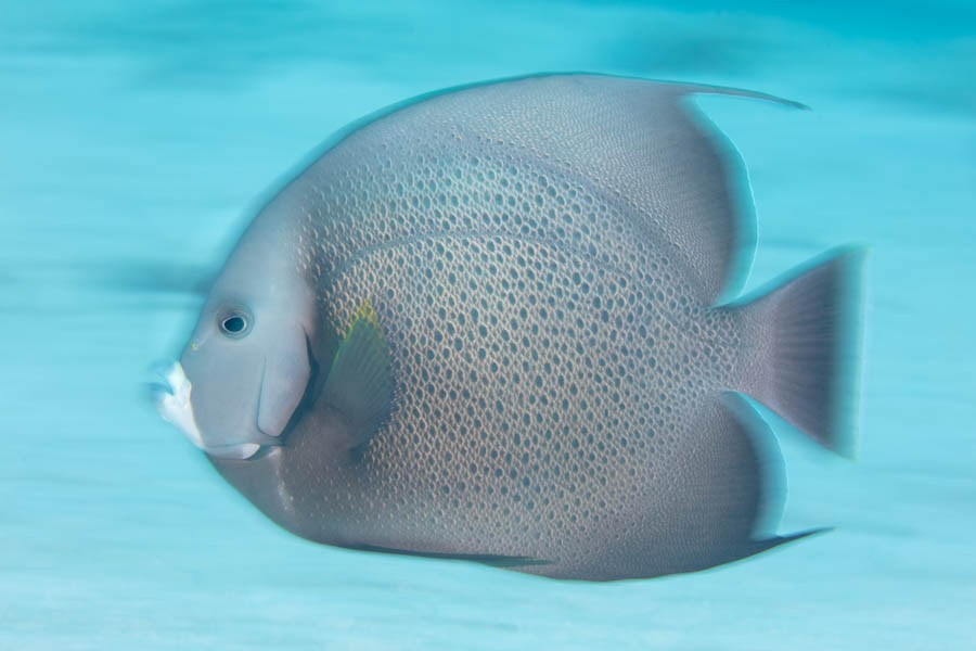 Gray Angelfish Gray Angelfish