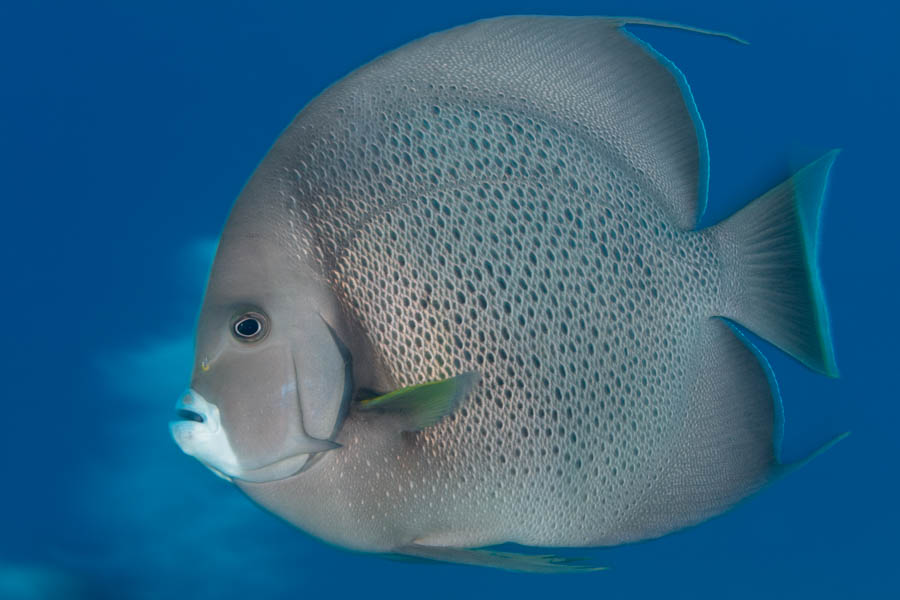 Gray Angelfish Gray Angelfish