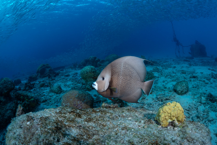 Gray Angelfish Gray Angelfish
