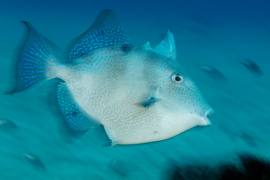 Gray Triggerfish Gray Triggerfish