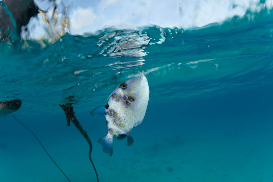 Gray Triggerfish Gray Triggerfish