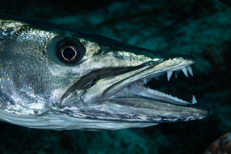 Great Barracuda Great Barracuda