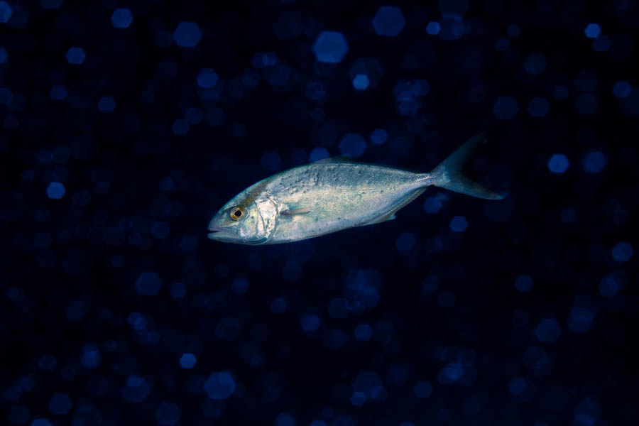 Greater Amberjack Greater Amberjack