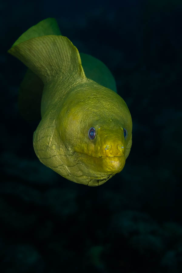 Green Moray Green Moray