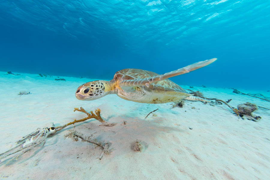 Green Sea Turtle Green Sea Turtle